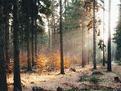 Kur in Jonsdorf